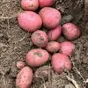 картофель семенной  в Иванове 6