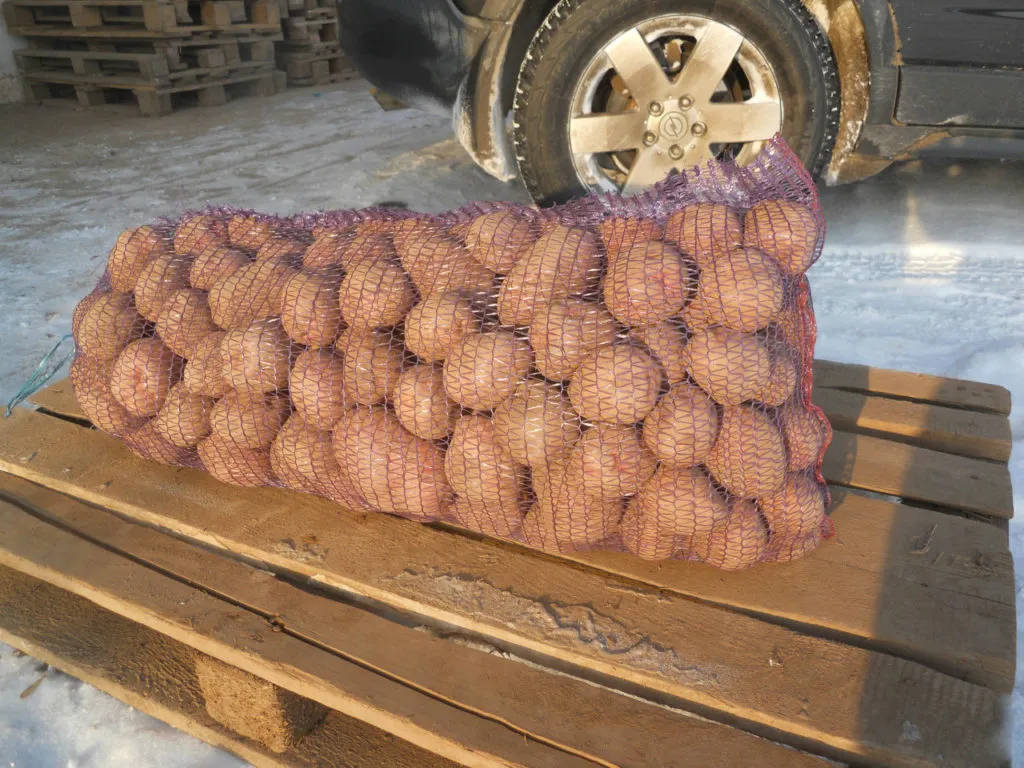 картофель урожай 2018 года  в Иванове 2